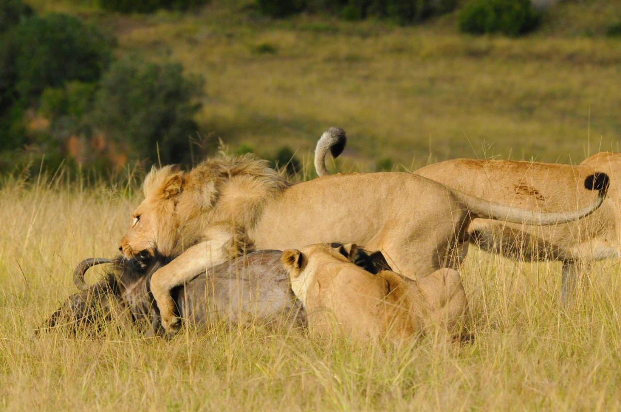 Reebok Botlierskop Private Game Reserve מראה חיצוני תמונה
