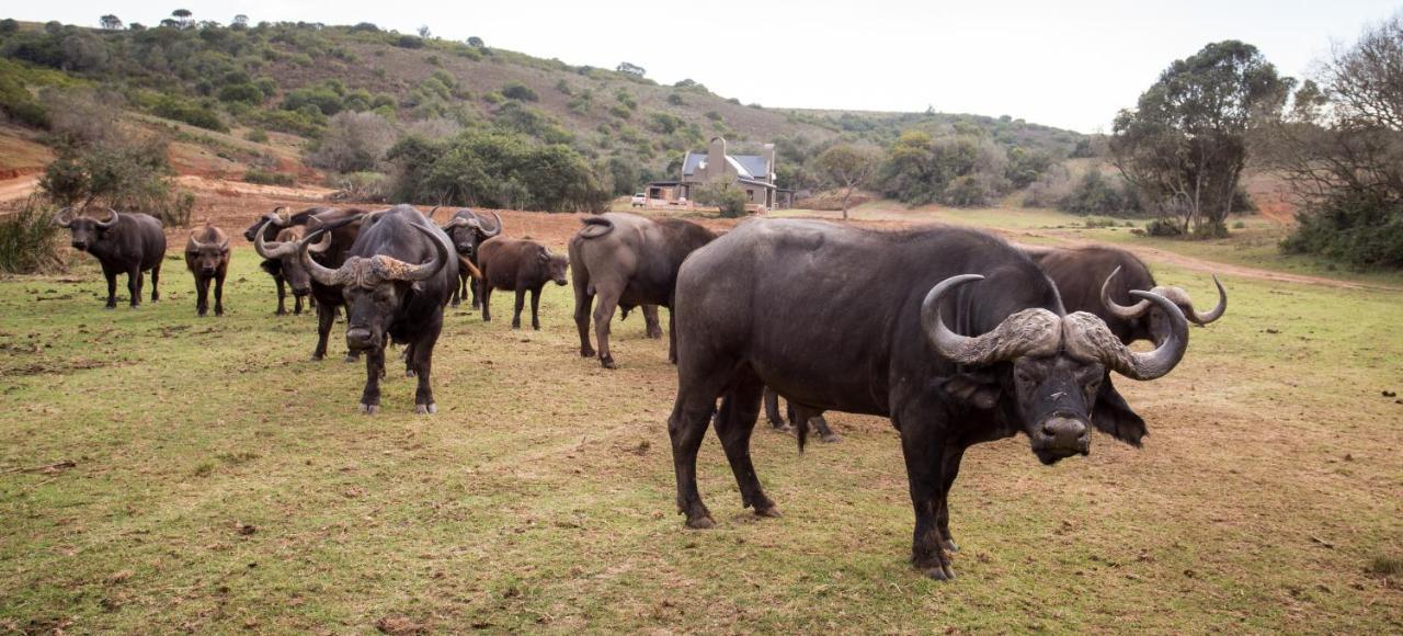 Reebok Botlierskop Private Game Reserve מראה חיצוני תמונה
