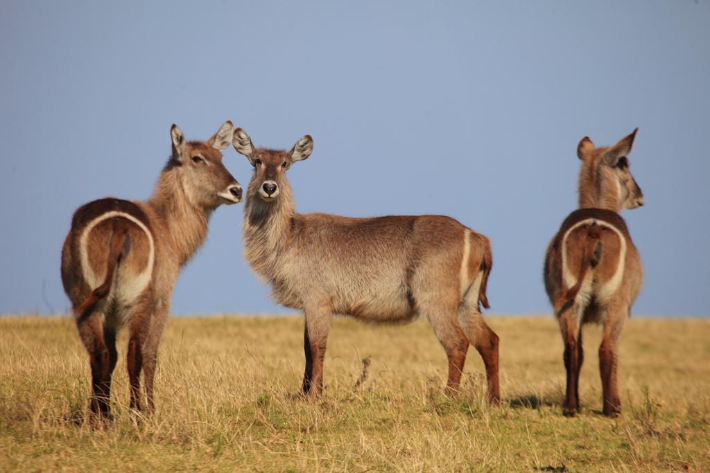 Reebok Botlierskop Private Game Reserve מראה חיצוני תמונה