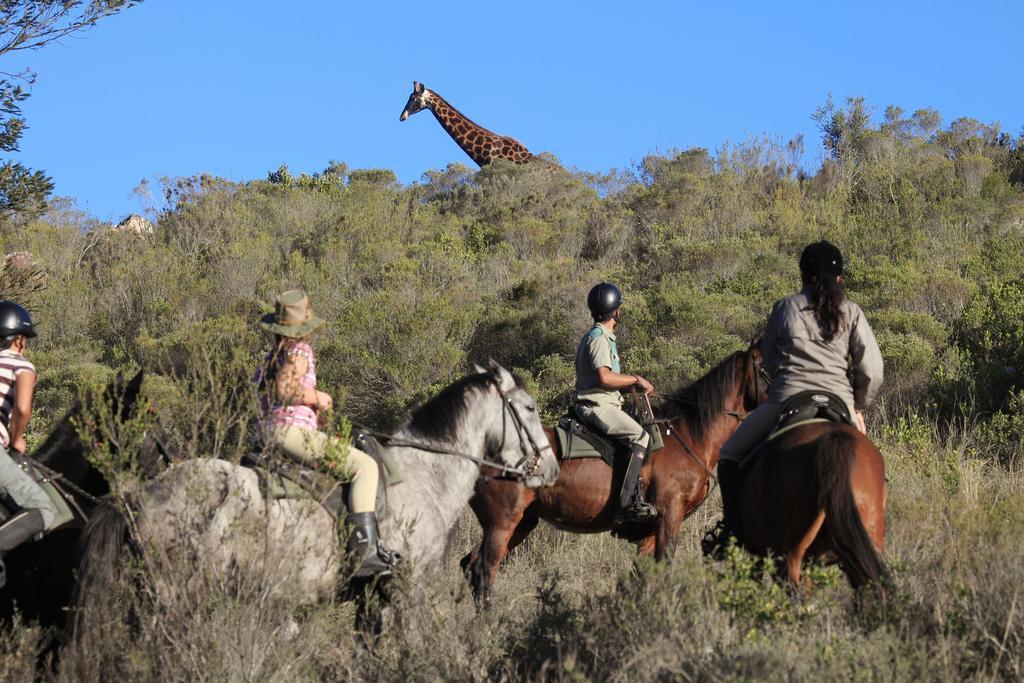 Reebok Botlierskop Private Game Reserve מראה חיצוני תמונה