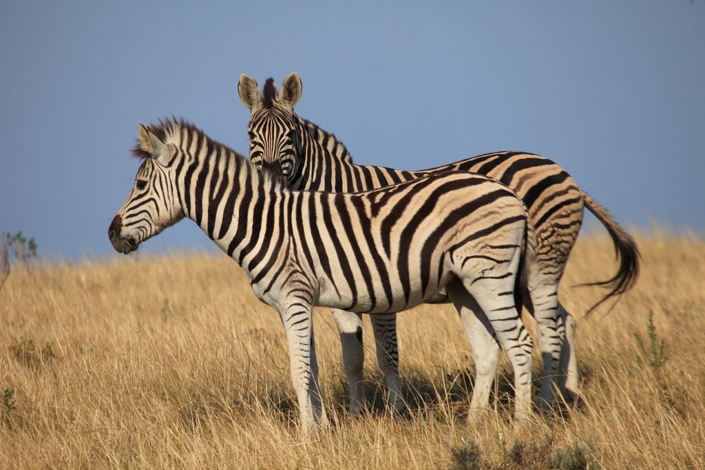 Reebok Botlierskop Private Game Reserve מראה חיצוני תמונה