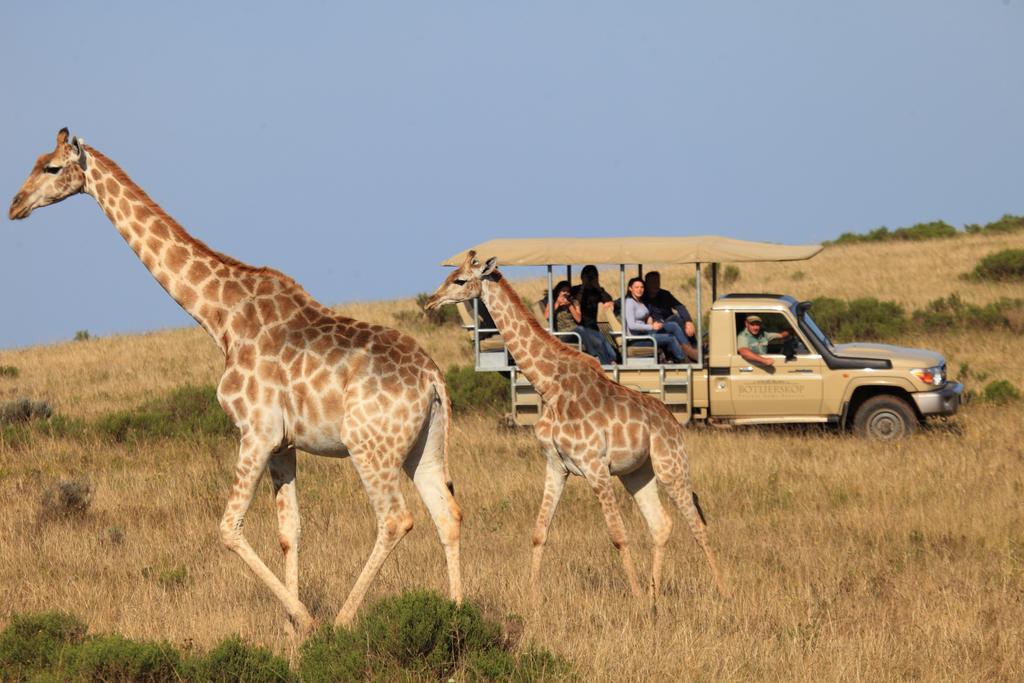 Reebok Botlierskop Private Game Reserve מראה חיצוני תמונה
